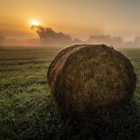 Vernon Bale 