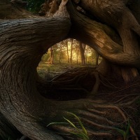 A Window in the Wood -Trees on Website,Adventure,Brown,Calm,Dark green,Dreamy,Fantasy,Light,Magical,Majestic,Mystical,Natural,Plant,Roots,Scenic,Serene,Sunlight,Tranquil,Tree trunk,Well-exposed,abstract,bark,day,environment,forest,green,landscape,moss,nature,outdoors,peaceful