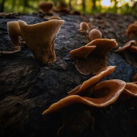The Fallen Remains 